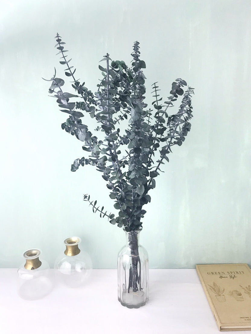 Eucalyptus stabilisé baby bleu, bouquet d’eucalyptus