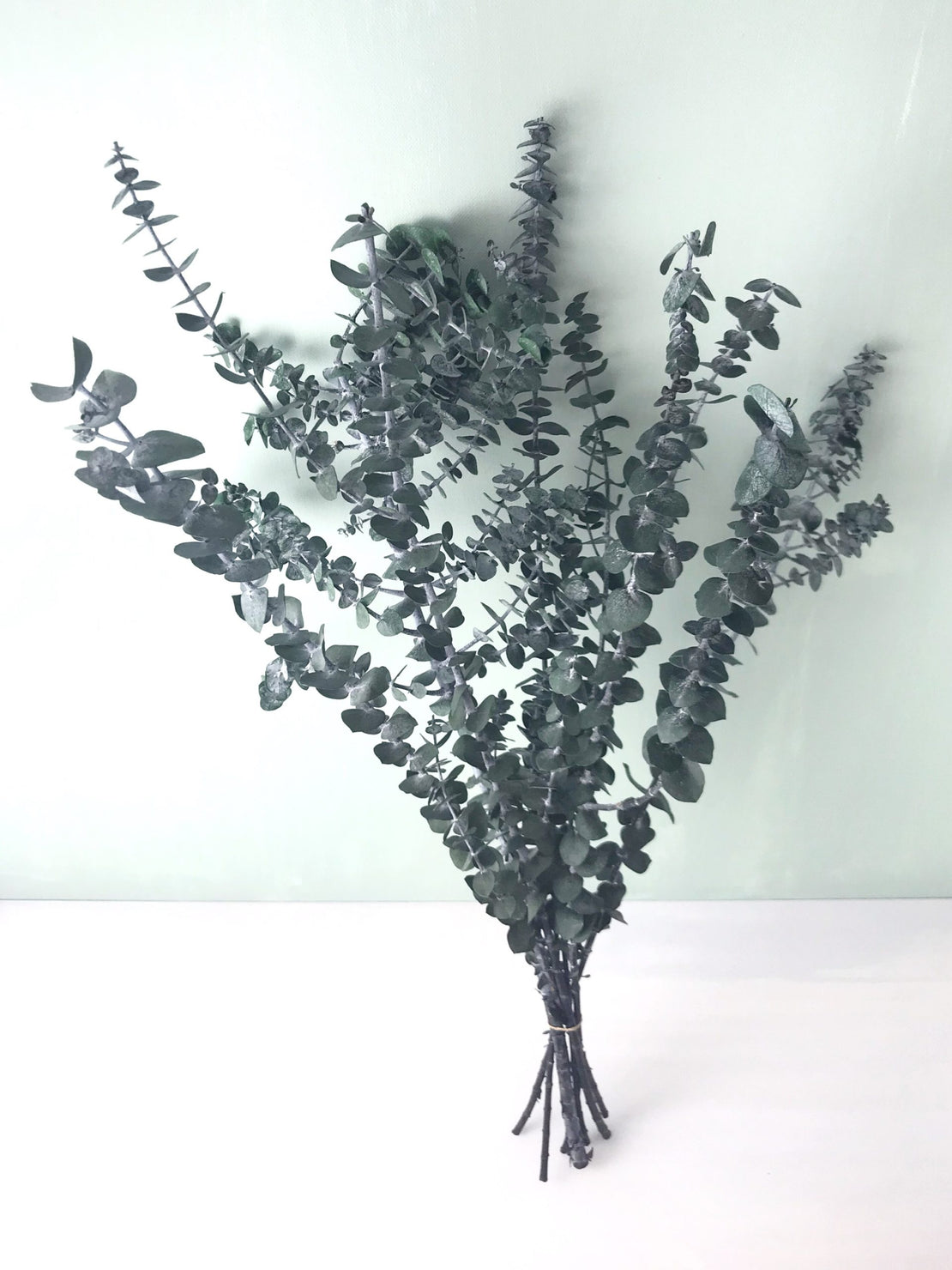 Eucalyptus stabilisé baby bleu, bouquet d’eucalyptus