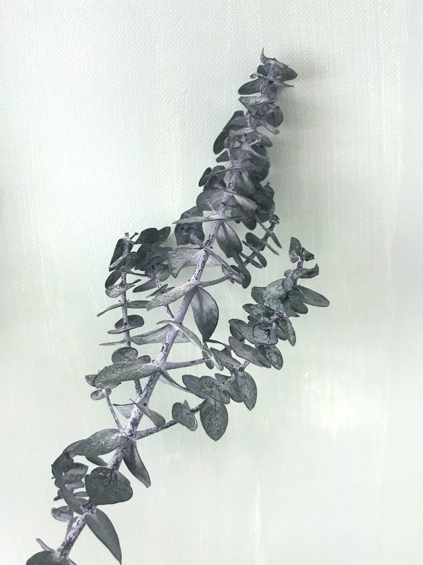 Eucalyptus stabilisé baby bleu, bouquet d’eucalyptus