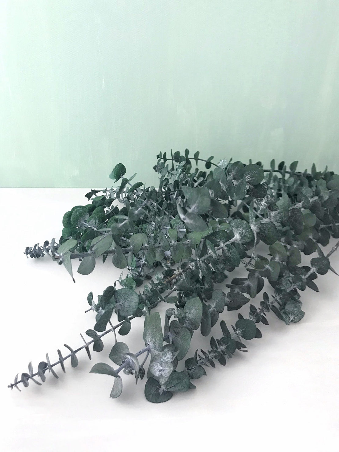 Eucalyptus stabilisé baby bleu, bouquet d’eucalyptus