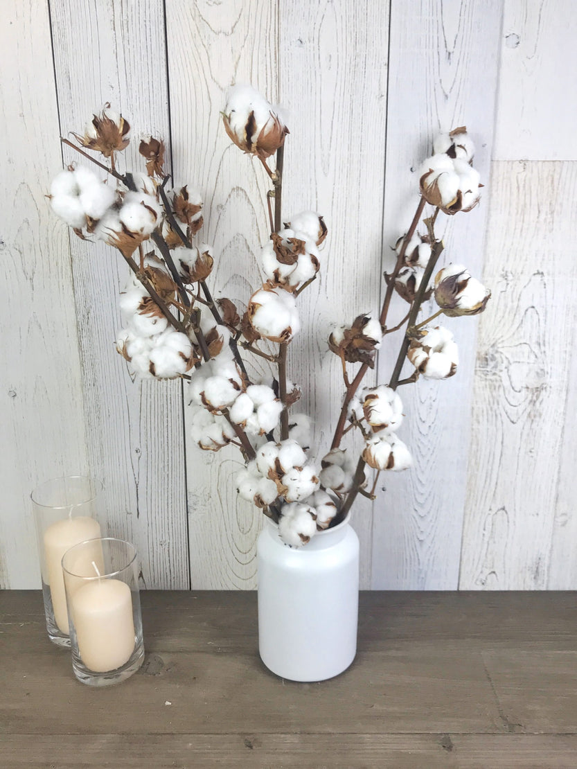 Cotton stem dried flowers, natural dried cotton flower stem, natural cotton branches