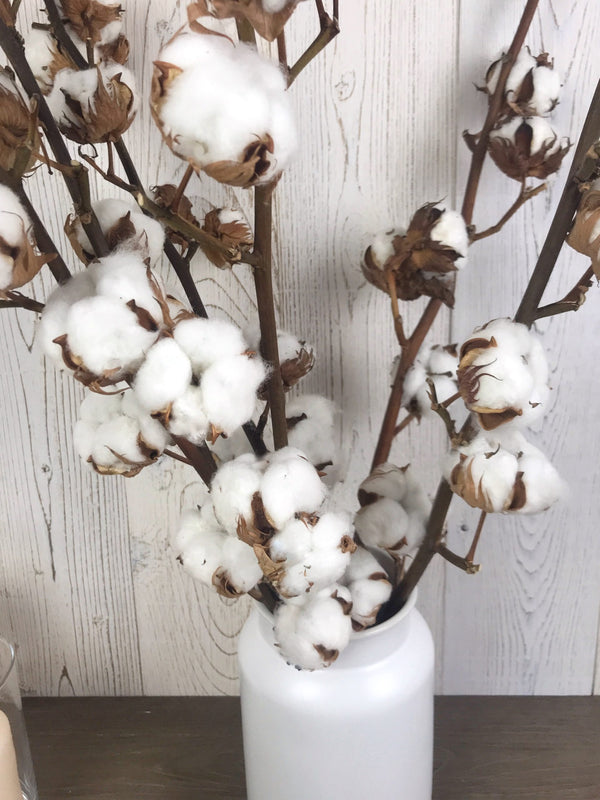 Fleurs séchées de coton à la tige, tige de fleurs de coton séchées naturelle, branches de coton naturel